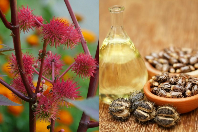 L’huile de ricin : un trésor de bienfaits pour la santé et la beauté